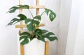 Rhaphidophora tetrasperma or Mini monstera Ginny philodendron in white ceramic pot