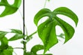 Rhaphidophora tetrasperma monstera minima leaf with water droplets on a white background.