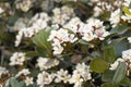 RHAPHIOLEPIS INDICA, CALLED OLIVE, SMALL WHITE FLOWER WITH PINK DETAILS Royalty Free Stock Photo