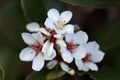 Rhaphiolepis umbellata is a compact growing evergreen shrub with beautiful white flowers