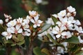 White flowers Rhaphiolepis umbellata it is Indian hawthorn Royalty Free Stock Photo