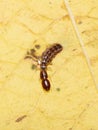 Rhapidioptera larvae snakefly crawling on leaf