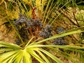 Rhapidophyllum Hystrix