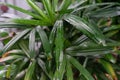 Rhapis excelsa arecaceae plant leaf from south east asia