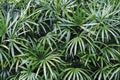 Rhapis excelsa or Lady palm in the garden