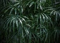 Rhapis excelsa or Lady palm in the garden tropical leaves