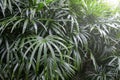 Rhapis excelsa or Lady palm tree in the garden tropical leaves