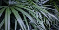 Rhapis excelsa or Lady palm tree in the garden tropical leaves