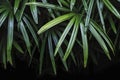 Rhapis excelsa or Lady palm tree in the garden tropical leaves