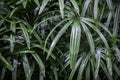 Rhapis excelsa or Lady palm tree in the garden tropical leaves