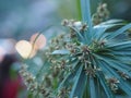 Rhapis humilis Blume, Palmae, Reed rhapis, Slender lady palm soft green flower blooming on burred of nature background