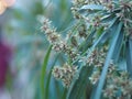 Rhapis humilis Blume, Palmae, Reed rhapis, Slender lady palm soft green flower blooming on burred of nature background