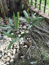 Rhapis or Rhapis humillis blume or Slender lady palm.