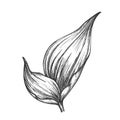 Rhapis Robusta Tropical Leaf Hand Drawn Vector