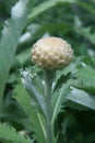 Rhaponticum - Pine cone thistle