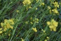 Yellow flowers