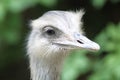 Rhea Royalty Free Stock Photo