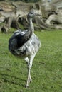 Rhea Royalty Free Stock Photo