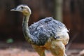 Rhea Bird Royalty Free Stock Photo