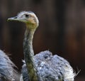 Rhea Bird Royalty Free Stock Photo
