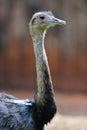 Rhea Bird Royalty Free Stock Photo