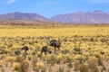 Rhea bird in Atacama desert