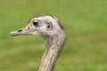 Rhea bird portrait Royalty Free Stock Photo