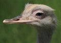 Rhea bird Royalty Free Stock Photo