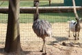 Rhea brother of the ostrich of South American origin