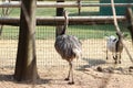 Rhea brother of the ostrich of South American origin