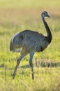 Rhea La Pampa , Argentina Royalty Free Stock Photo