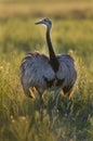 Rhea La Pampa , Argentina Royalty Free Stock Photo