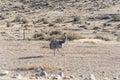 Rhea in Parque Nacional Torres del Paine in Chile Royalty Free Stock Photo