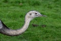 Rhea on view to general public in wildlife park.