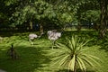 Rheas in Bird Garden at Beautiful Country House near Leeds West Yorkshire that is not National Trust Royalty Free Stock Photo