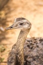 The rheas are large flightless birds without a keel on their sternum bone in the order Rheiformes, native to South America