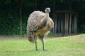 South American Nandu or Rhea bird Royalty Free Stock Photo