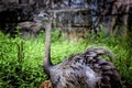 A rheas standing in the grass Royalty Free Stock Photo