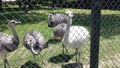 Rheas waiting to be fed