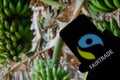 Rheinbach, Germany 1 October 2021, The `Fairtrade` brand logo on the display of a smartphone in front of a banana plantation
