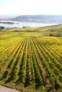 Rheingau vineyards Royalty Free Stock Photo