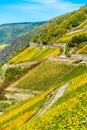 Rheingau vineyards at Assmannshausen in the Upper Middle Rhine Valley, Germany