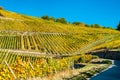 Rheingau vineyards at Assmannshausen in the Upper Middle Rhine Valley, Germany Royalty Free Stock Photo