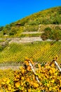 Rheingau vineyards at Assmannshausen in the Upper Middle Rhine Valley, Germany Royalty Free Stock Photo