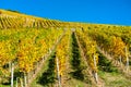 Rheingau vineyards at Assmannshausen in the Upper Middle Rhine Valley, Germany Royalty Free Stock Photo