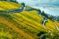 Rheingau vineyards at Assmannshausen in the Upper Middle Rhine Valley, Germany Royalty Free Stock Photo