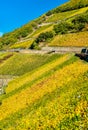 Rheingau vineyards at Assmannshausen in the Upper Middle Rhine Valley, Germany Royalty Free Stock Photo