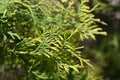 Rheingold Arborvitae Royalty Free Stock Photo