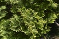 Rheingold Arborvitae Royalty Free Stock Photo