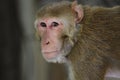 The Rhesus macaque Royalty Free Stock Photo